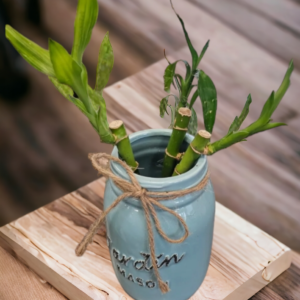 Lucky Bamboo
